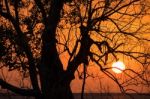 Branch Silhouette Sunset Stock Photo