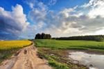 Country Road In Spring Colza Fields Stock Photo