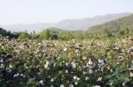 Cotton Field Stock Photo