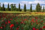 Poppy Field In Tuscany Stock Photo