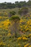 Spring Algarve Landscape Flora Stock Photo