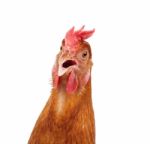 Head Of Chicken Hen Shock And Funny Surprising Isolated White Ba Stock Photo