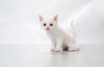 Kitten Sit On The Floor - Stock Photo Stock Photo