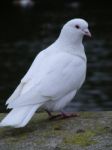 White Dove Stock Photo