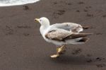 Common Gull (larus Canus) Juvenile Stock Photo