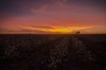 Cotton Field In Oakey, Queensland Stock Photo