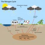 The Nitrogen Cycle Stock Photo