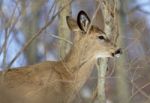 Beautiful Photo Of The Cute Wild Deer Stock Photo