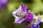 Bee Feeding Stock Photo