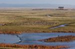 Elmley Marshes Stock Photo