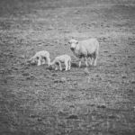 Sheep On The Farm During The Day Stock Photo