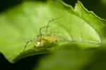 Spider On Green Leaf Stock Photo