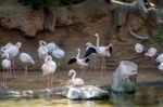 Greater Flamingos (phoenicopterus Roseus) At The Bioparc Fuengir Stock Photo