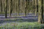 Bluebells In Wepham Wood Stock Photo