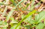 Yellow And Black Pattern Dragon Fly On Grass Stock Photo