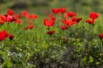 Red Anemone Field Stock Photo