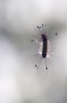 Hairy Caterpillar Stock Photo