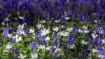 Sussex Bluebells Stock Photo