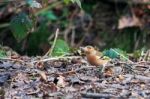 Chaffinch At Weir Wood Reservoir Stock Photo