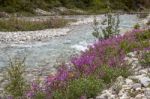 Fireweed By Stream Stock Photo