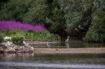 Grey Herons Wading In The Shallows Stock Photo