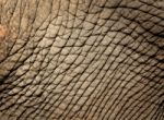 Elephant Skin Stock Photo