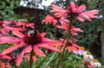 Bee On A Red Echinacea Flower Stock Photo