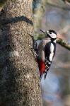 Great Spotted Woodpecker Stock Photo