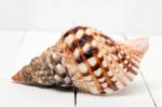 Seashell On White Stock Photo