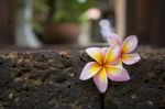 Plumeria Flower On Stone Wall Stock Photo