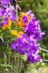 Purple Vanda Orchid Stock Photo