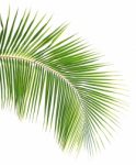 Coconut Leaf Isolated White Background Stock Photo