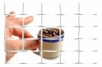 Coffee Beans Cup Stock Photo