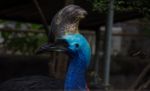 Cassowary Close Up Stock Photo