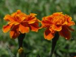 Orange Chrysanthemum Stock Photo