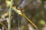 Red-veined Darter (sympetrum Fonscolombii) Stock Photo