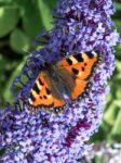 Small Tortoiseshell (aglais Urticae) Feeding On A Buddleia Stock Photo