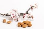 Almond Tree Branch And Almonds Stock Photo