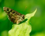 The Wall Butterfly On Green Leaf Stock Photo