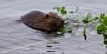 Beautiful Background With A Beaver Eating Leaves In The Lake Stock Photo