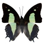 Common Nawab Butterfly Stock Photo