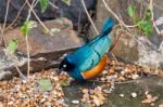 Superb Spreo Starling (lamprotornis Superbus) Stock Photo