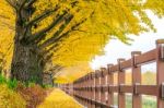 Row Of Yellow Ginkgo Trees In Asan, Korea Stock Photo