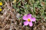 Cretan Rock Rose (cistus Creticus L.) Stock Photo