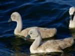 Two Young Mute Swans Are Swimming In The Lake Stock Photo