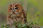 Tawny Owl Stock Photo