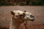 Camel Stock Photo