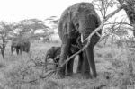 African Elephant In Serengeti National Park Stock Photo