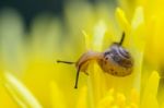 Close Up Snail On Yellow Chrysanthemum Flowers Stock Photo