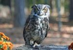 Great Horned Owl Stock Photo